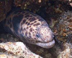 Tiger snake moray. Sharks bay. D200, 60mm. by Derek Haslam 